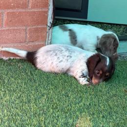 Lana - Piebald female Dachshund puppy in Irving, Texas from DFW Dachshunds by G & S