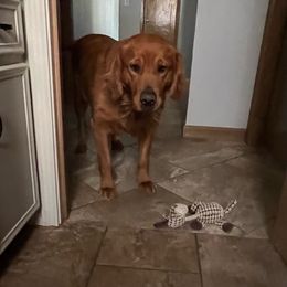 Riata - Golden Retriever