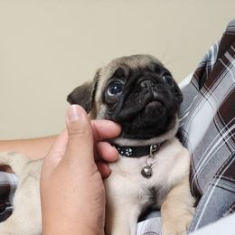 Pug Puppies from A Grumble of Love Kennels