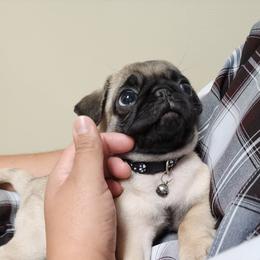 Pug Puppies from A Grumble of Love Kennels