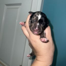 Boy 3 - Miniature Australian Shepherd puppy in Buchanan, Georgia from Stanleyville Farm Mini Aussies