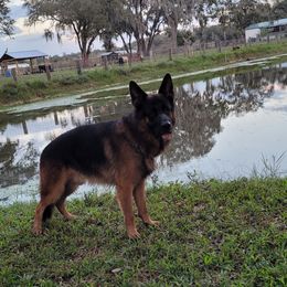 Marsel  - German Shepherd