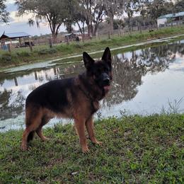 Marsel  - German Shepherd