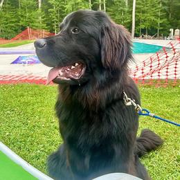 Willow - Black female Newfoundland puppy in Tully, New York from Bear Paw Newfoundlands