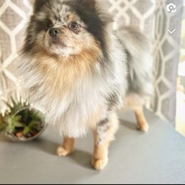 Rascal - Pomeranian