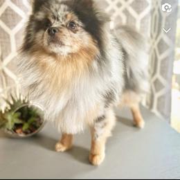 Rascal - Pomeranian