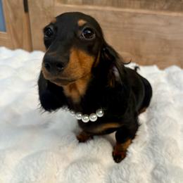 Winter - Black and tan female Dachshund puppy in Bennett, North Carolina from Cherished Dachshunds