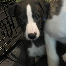 Whippet Puppies from Infinity Whippets