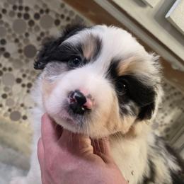 Walnut - Blue merle male Australian Shepherd puppy in Albany, Oregon from Red Cloud Australian Shepherds and DeGray Great Danes & Bulldogs