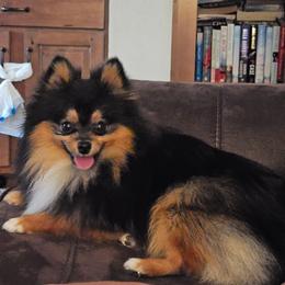 Banner - Pomeranian
