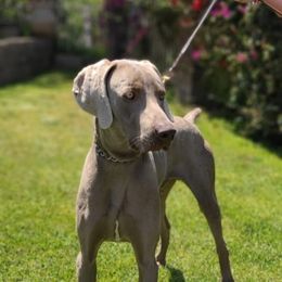 Dillinger - Weimaraner
