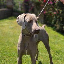Dillinger - Weimaraner