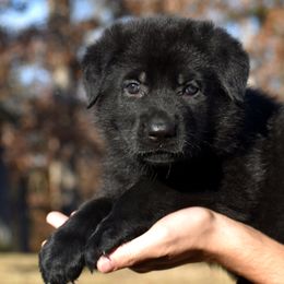 Black Female (Purple) - German Shepherd puppy in Oxford, Arkansas from Atlas Shepherds