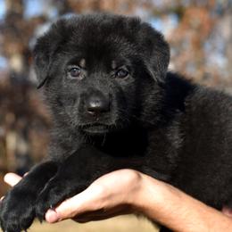 Black Female (Purple) - German Shepherd puppy in Oxford, Arkansas from Atlas Shepherds