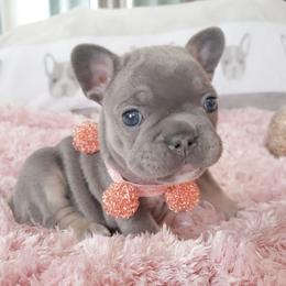 French Bulldog Puppies from PHP's Starbulls