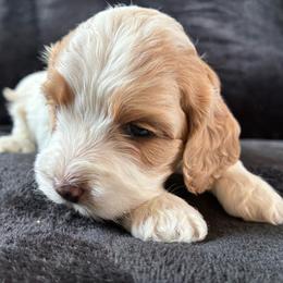 Rosalina - Red and white female Cockapoo puppy in Adrian, Oregon from ApplebyFarm