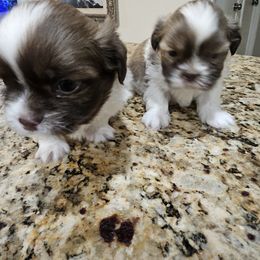 Shih Tzu and Vizsla Puppies from Kevin Hastings