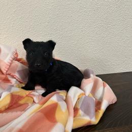 Blue Collar Boy - Black brindle male Scottish Terrier puppy in Hartville, Missouri from Stamper K9’s