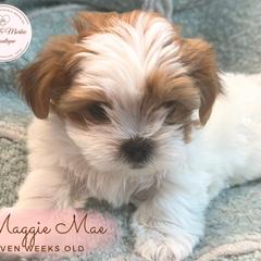 Morkie, Shorkie, and Yorkshire Terrier Puppies from Yorkie and Morkie Boutique