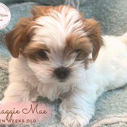 Morkie, Shorkie, and Yorkshire Terrier Puppies from Yorkie and Morkie Boutique