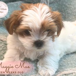Morkie, Shorkie, and Yorkshire Terrier Puppies from Yorkie and Morkie Boutique