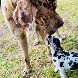Otis - Great Dane