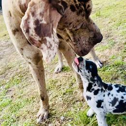 Otis - Great Dane