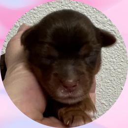 Mia - Chocolate and tan female Yorkshire Terrier puppy in Bonney Lake, Washington from Enchanted Yorkies