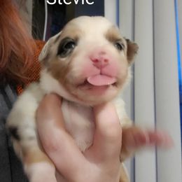 Miniature Australian Shepherd Puppies from Dollie's Aussie Farm