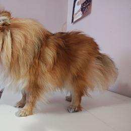 Usagi - Orange female Pomeranian puppy in San Antonio, Texas from Charming Heart Companions