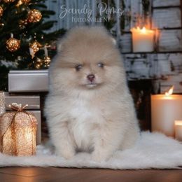 Vinnie - Lavender male Pomeranian puppy in Fultonville, New York from Sandy Aussies & Pomeranians