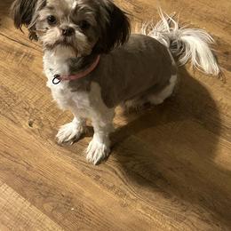Shih Tzu All Grown Up from Golden Goddess Shih Tzu's