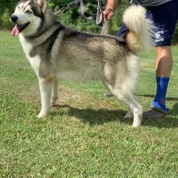Omega - Siberian Husky
