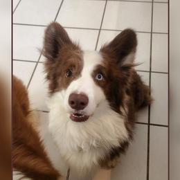 Mousse - Pembroke Welsh Corgi