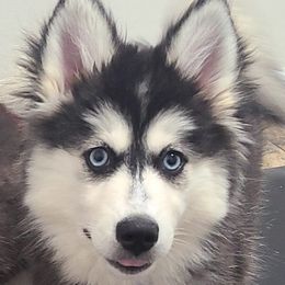 Girl 3 - Pomsky puppy from 'Brick'House Couture Pomskies