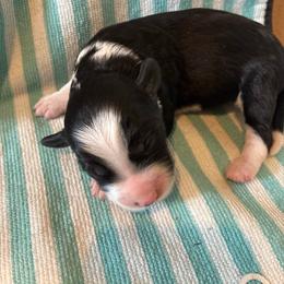 Christmas - Black and white female Aussiedoodle puppy in Elk, Washington from James Ruby Farms