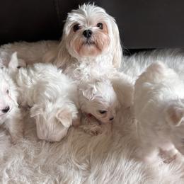 Maltese puppies from Hops-a-Lot Maltese Ranch