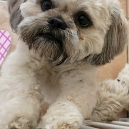 Shih Tzus from MM Doggz R Us