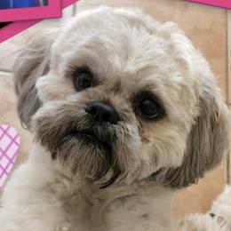 Shih Tzus from MM Doggz R Us
