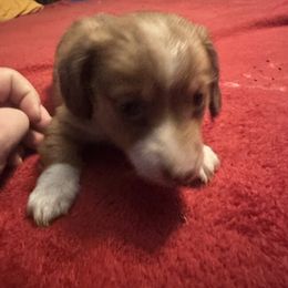 Girl 1 - Piebald female Dachshund puppy in Mount Pleasant, Texas from Swaffords Dachshund Kingdom