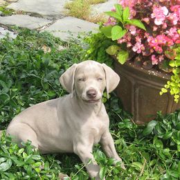 Weimaraner Puppies from Simpatico