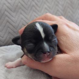 Pedro - Black and white male Chihuahua puppy in Brook Park, Minnesota from Northstar Chihuahuas