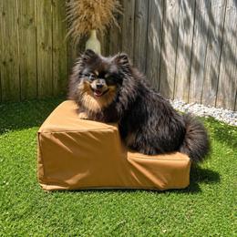 Daisy - Pomeranian