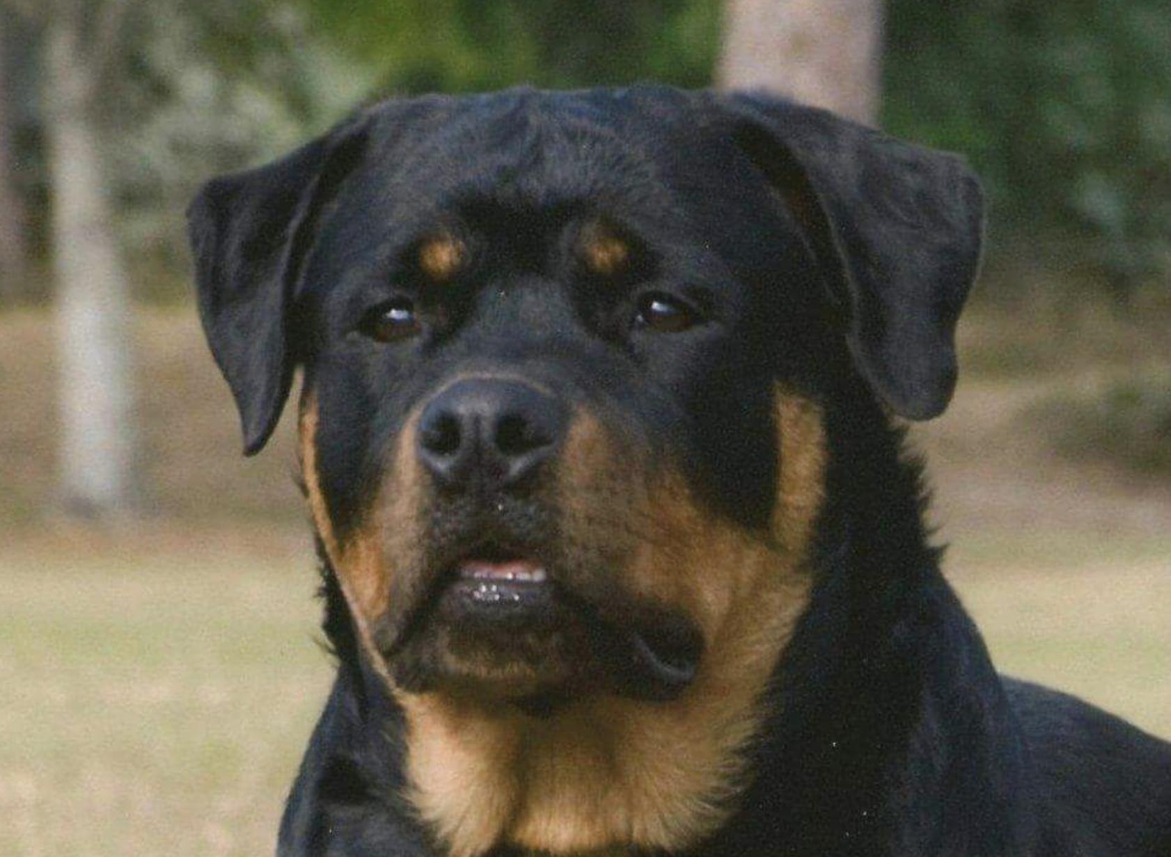 Mystic Fire Hot Rotties in Florida | Rottweiler puppies | Good Dog