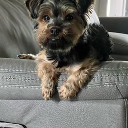 Bean - Black and gold male Yorkshire Terrier puppy in Lascassas, Tennessee from Amanda's Yorkies