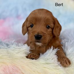 Bert - Red male Australian Labradoodle puppy in Londonderry, New Hampshire from Granite State Labradoodles
