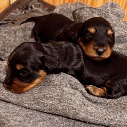 Dachshund Puppies from JP's South Texas Dachshunds
