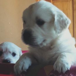 Golden Retriever Puppies from HuesofGold Halos