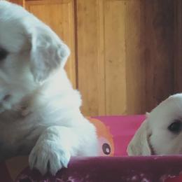 Golden Retriever Puppies from HuesofGold Halos