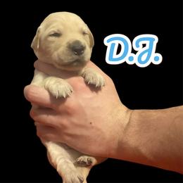 D.J. - Golden male Golden Retriever puppy in Peoria, Arizona from Westwing Retrievers